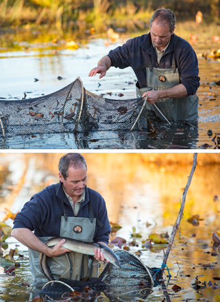 Wild eels from Australia