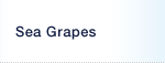 Sea Grapes