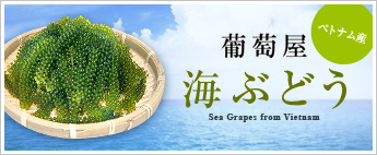 Sea Grapes from Vietnam