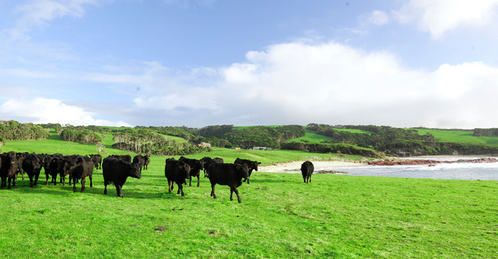 King Island