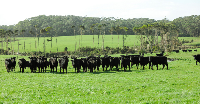 King Island