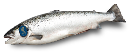 Loch Duart Salmon (Atlantic salmon)