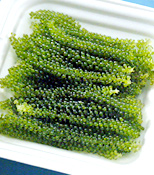 Fresh sea grapes