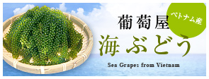 Sea Grapes from Vietnam